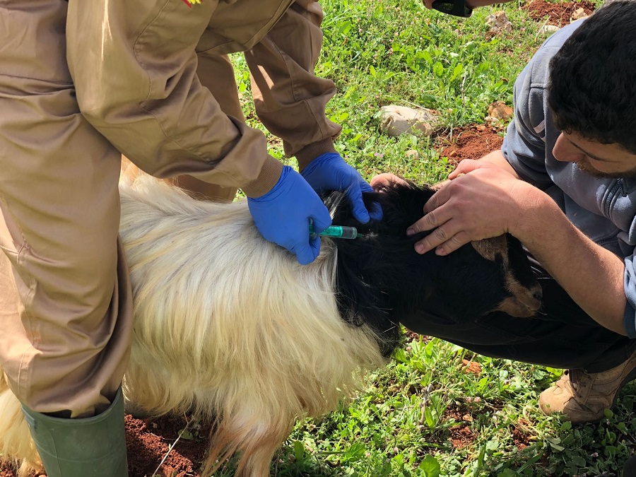Veterinarios extremeños cooperan con cascos azules españoles desplegados en el Líbano