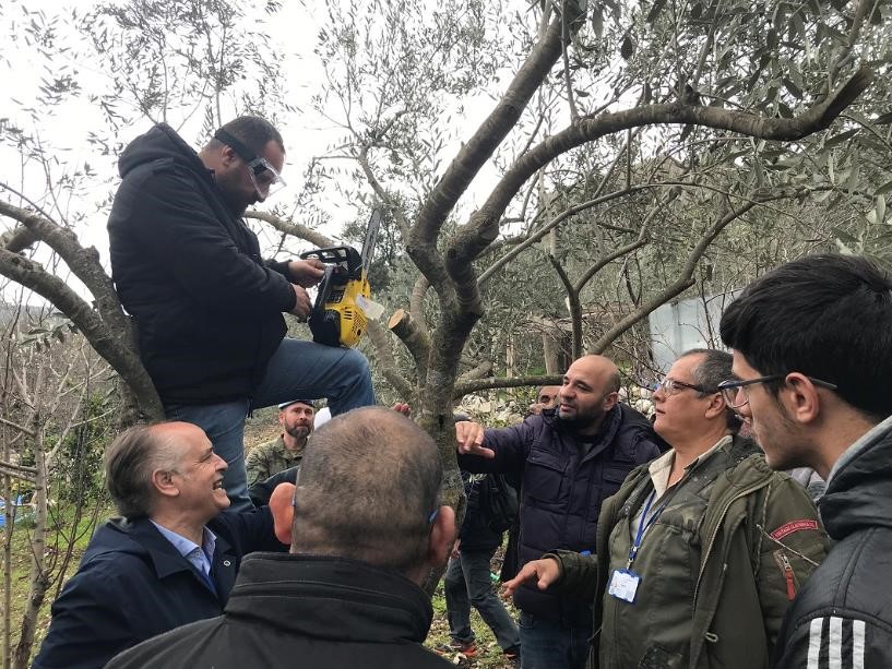 Los agricultores libaneses reciben apoyo para mejorar el cultivo del olivo