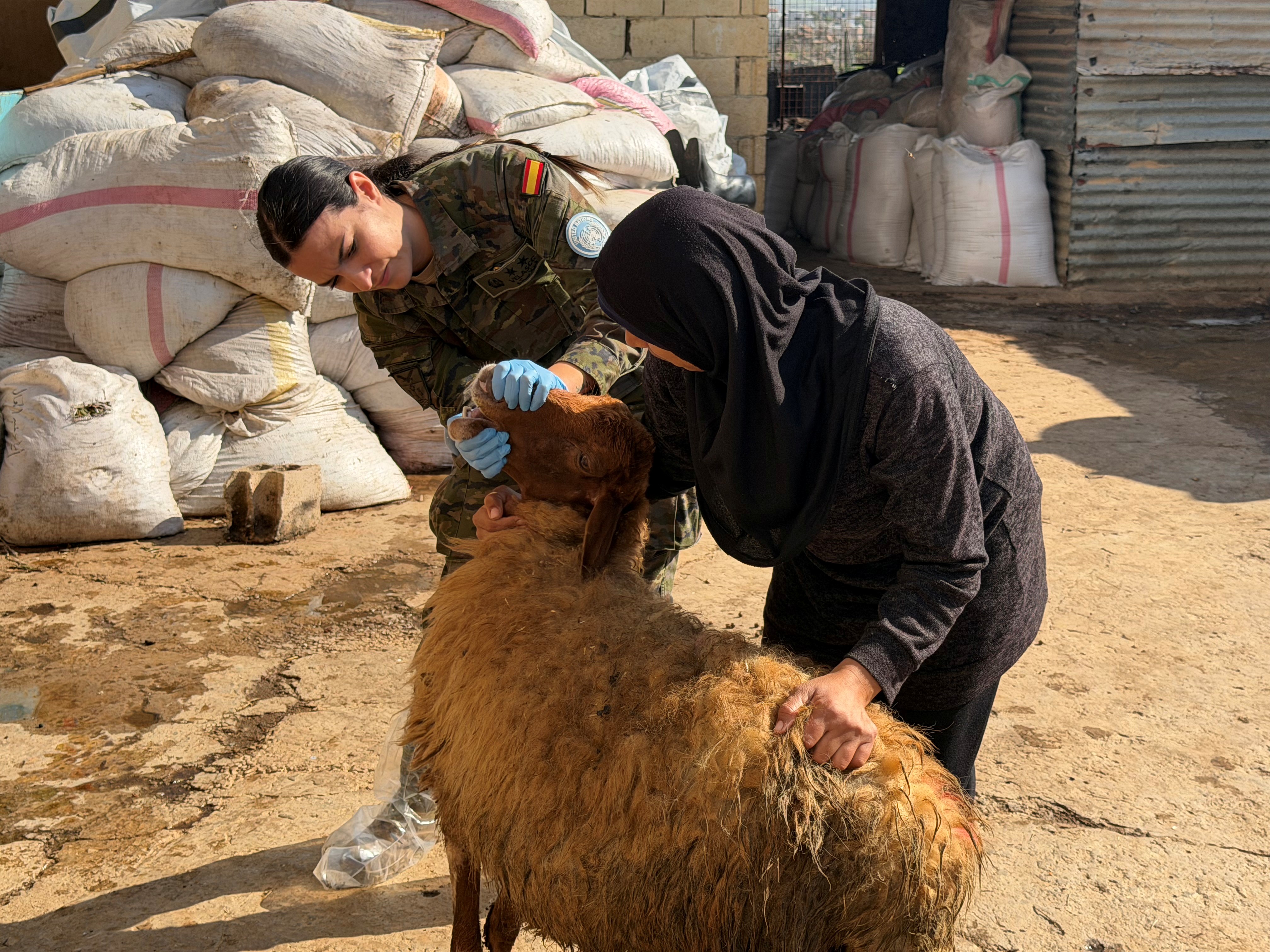Asistencia veterinaria